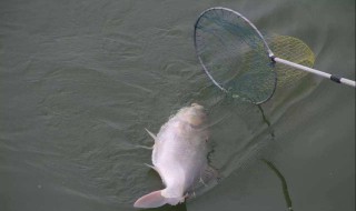 抄鱼有什么技巧（直接抄鱼技巧）