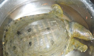 杀鳖的正确方法 如何宰杀鳖