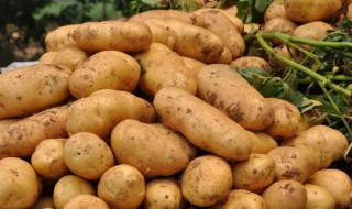 土豆施肥时间和方法 土豆的施肥时间及方法