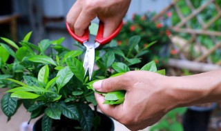 栀子花春季修剪方法（栀子花春季怎么修剪）