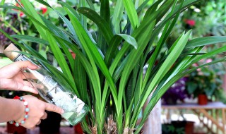 新手养兰花的正确方法（新手养兰花的正确方法兰花市场价格）