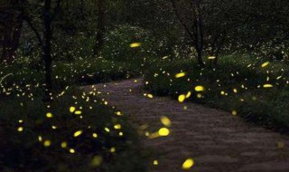 萤火虫养殖方法（萤火虫养殖方法和技巧）