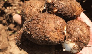 种芋头的季节和方法（这个季节可以种芋头吗）