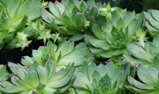 绿公主怎么繁殖 绿公主怎么繁殖出来的