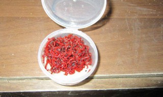 红虫保存最简单的方法 红虫保存最简单的方法是什么