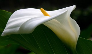 马蹄莲鲜切花的养护方法（切花马蹄莲怎么养护）