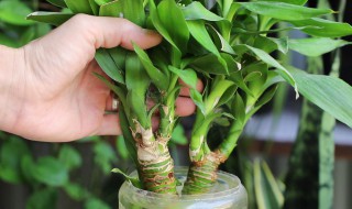 小盼菩提的养殖方法和注意事项（小盼菩提的养殖方法和注意事项视频）