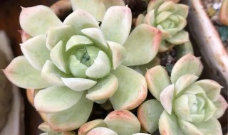 白月影多肉的养殖方法和注意事项（多肉白月影可以叶插吗）
