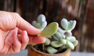 多肉布丁的养殖方法和注意事项 多肉布丁的养殖方法和注意事项有哪些