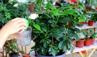 盆栽西红柿的养殖方法和注意事项（盆栽西红柿的养殖方法和注意事项视频）