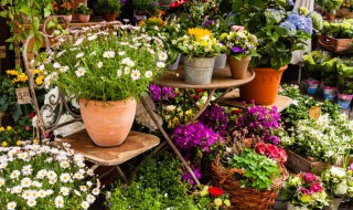 春兰的室内养殖方法及注意事项 春兰的室内养殖方法及注意事项图片