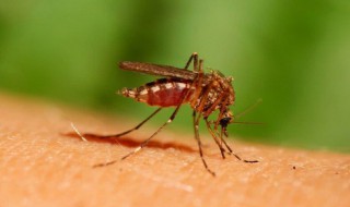 晚上有蚊子嗡嗡叫有什么妙招 蚊子晚上嗡嗡叫怎么办