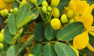 黄金梅的养殖方法和注意事项 黄金梅的养殖方法和注意事项有哪些