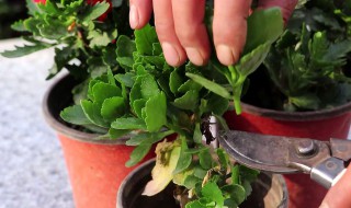 给花施肥的正确方法（如何对花施肥）