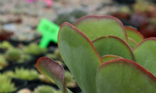 唐印多肉植物的修剪方法