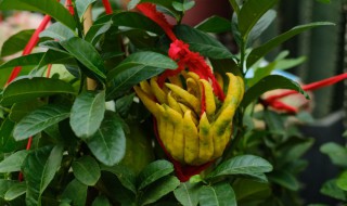 拂手瓜育苗方法 拂手瓜苗怎么做