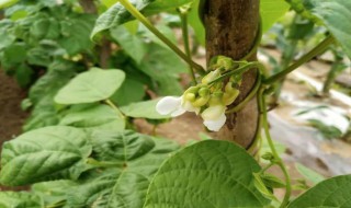 白芸豆种植时间和方法（白芸豆种植季节）