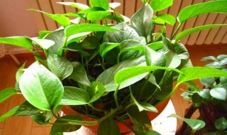 室内绿萝浇水的正确方法（绿萝的浇水方法和注意事项）