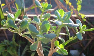 玉树的配土方法 玉树的配土方法是什么