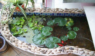 鱼池消毒最简单方法（水泥鱼池消毒最简单方法）