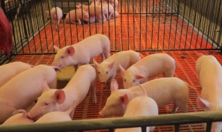 养猪场灭蚊灭蝇最有效的方法（养猪场灭蚊灭蝇最有效的方法是）