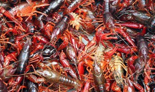 龙虾清洗小妙招