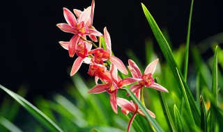 刚买的兰花种植方法（新买的兰花怎样种植）