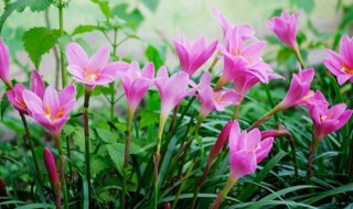 葱兰种球种植方法（葱兰种球种植方法和时间）