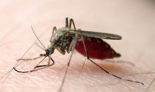 家庭驱蚊子最有效的方法 家庭怎样驱蚊子最有效