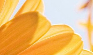 十二点开花的花有哪些 十二点开花的花有哪些晚上