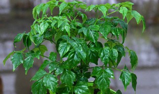 幸福树水培扦插繁殖方法（幸福树水培扦插繁殖方法视频）