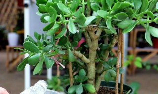 玉树插枝方法（玉树插枝方法和技巧）