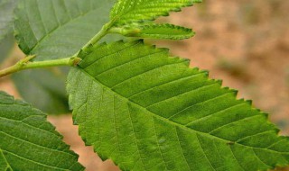 植物的叶子的主要作用 植物的叶的主要作用是什么