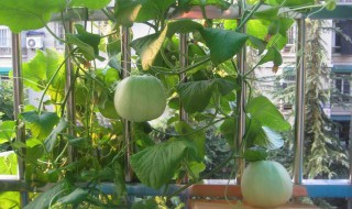 种甜瓜的方法步骤 怎么种甜瓜才能个个甜