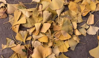 银杏叶在家加工方法（银杏叶在家加工方法是什么）