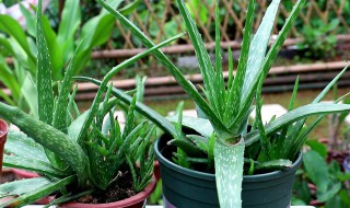 芦荟分株方法和注意事项 芦荟的分株方法
