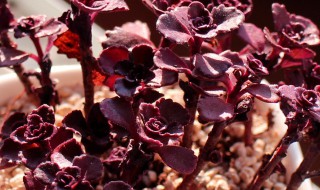 小球玫瑰爆盆最简单方法 玫瑰爆盆的最好方法