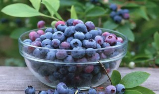 宝宝吃蓝莓的需要注意什么 宝宝吃蓝莓好么