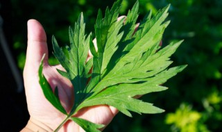 艾叶要怎么用（艾叶要怎么用才能减肥）