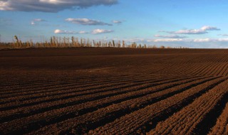 黑土有什么作用（黑土有什么作用?）