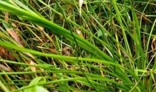 水韭有什么作用（水韭是韭菜吗）