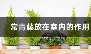 常青藤放在室内的作用 常青藤放在室内好还是室外好
