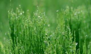 为什么小草是绿的 为什么小草是绿的插图