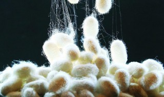 蚕丝能做什么 废旧蚕丝能做什么