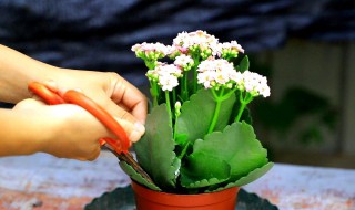 黑发丝植物怎么养（黑发丝植物怎么养能抱盆）