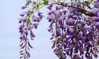 紫藤花种植和注意事项（紫藤花的种植注意事项）
