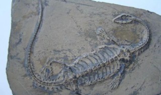 化石的意义和作用（化石的作用是什么）