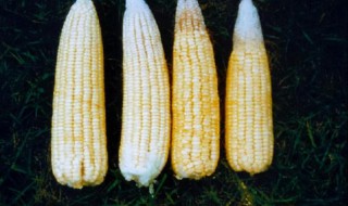 玉米老三样化肥配比方法（玉米用老三样怎么施肥）