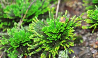 卷柏盆景如何养护 卷柏盆景如何养护和浇水