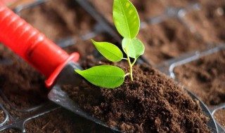 泥土有什么作用 金钢泥土有什么作用